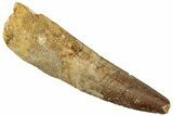 Fossil Spinosaurus Tooth - Real Dinosaur Tooth #259635-1